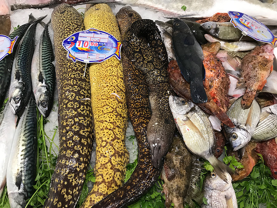 Moray Eels Eating